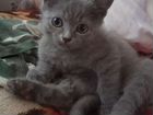 Русский голубой котик
