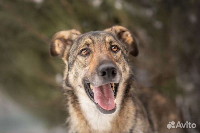 Собака добрая, из приюта, Никола мальчик
