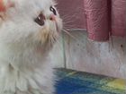Персидский котёнок объявление продам