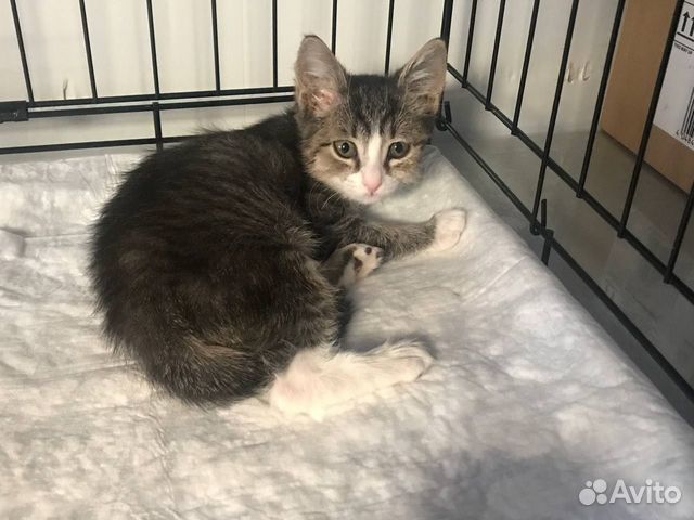 Котята в добрые руки купить в Нижнем Новгороде | Животные и зоотовары ...