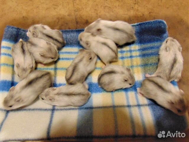 Джунгарские хомяки разноцветные - питомник, клетки