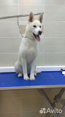 Собачка в добрые руки