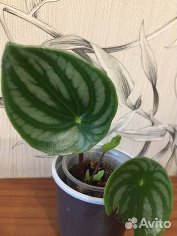 Пеперомия 5 видов