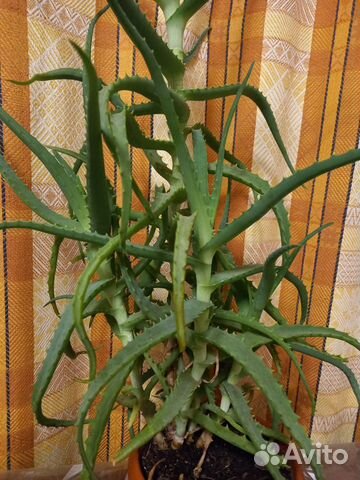 Алоэ лечебный