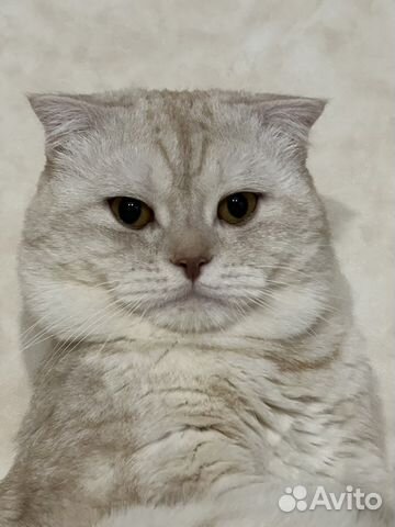 Вязка шотландец ищет даму