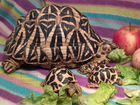 Черепахи сухопутные, малыши объявление продам
