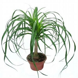 Нолина (бокарнея или бутылочное дерево), детки