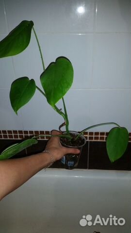 Филодендрон, монстера