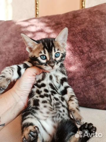 Бенгальские котята редких окрасов