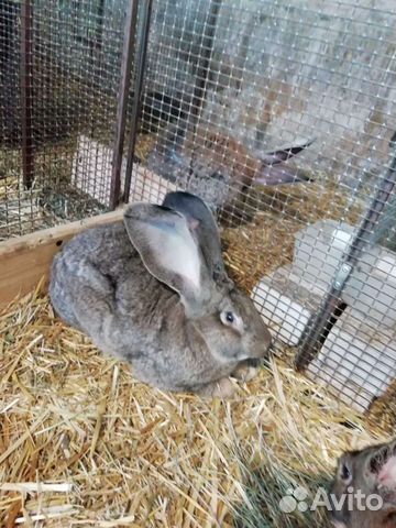 Кролики породы фландр