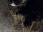 Собака немецкая овчарка объявление продам