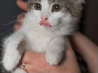 Котеночек Степа, 4,5 месяца