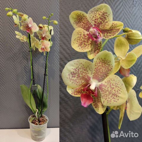 Орхидея пульсация купить заказ цветов одинцово недорого