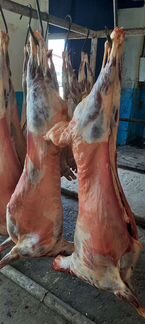 Мясо баранина молодое ярки,ливера бараньи