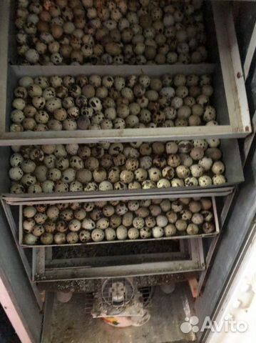 Яйца перепелиные инкубационное