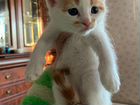 Котята мейн-кун продажа объявление продам