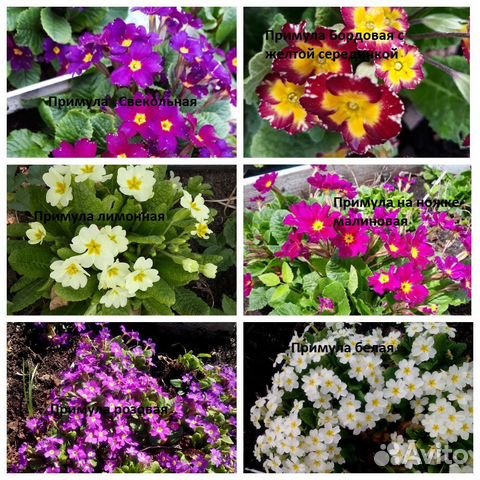 Примула и Фиалки для дачи