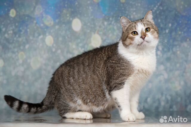 Кошечка Мурочка - круглая фигурочка