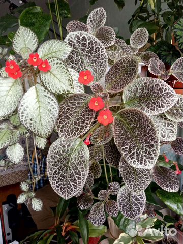 Эписции 10 сортов. Хирита