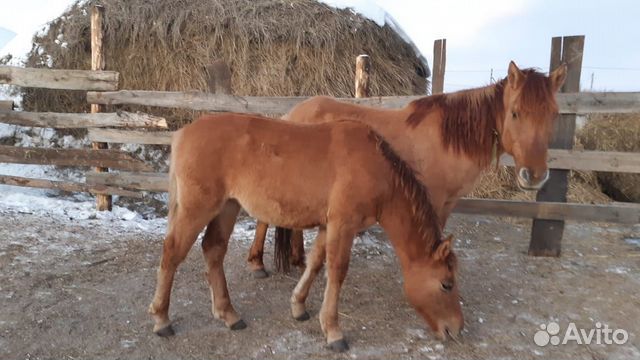 Утята башкирской породы фото