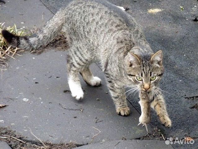 Мышеловы крысоловы кельтской породы котята-девочки