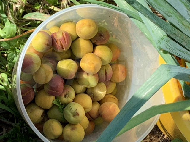 Дом 50 м² на участке 22 сот.