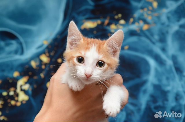 котенок в добрые руки авито