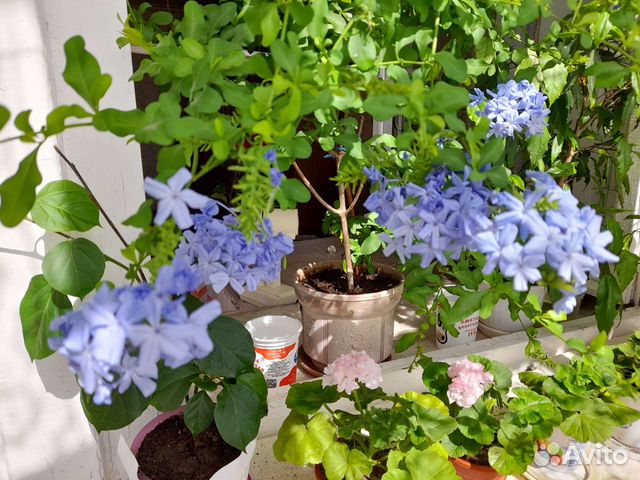 Плюмбаго или Свинцовый цветок (Свинчатка)