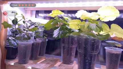 Светильник для растений