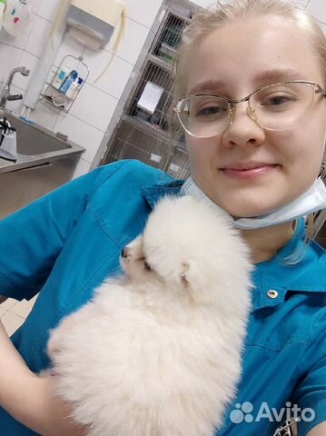 Выгул собак