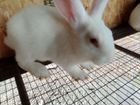 Кролики белый паннон 2 месяца объявление продам