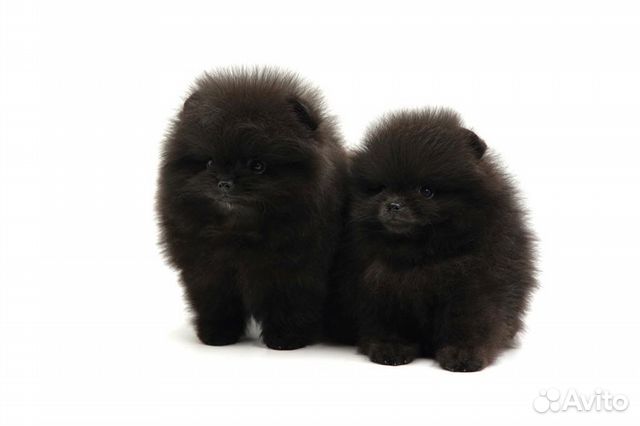 Шпиц померанский черный мальчик и девочка