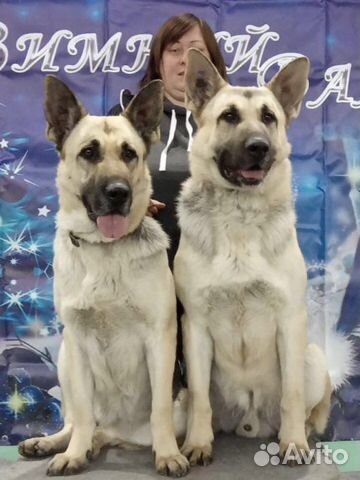 Шикарные щенки восточно-европейской овчарки