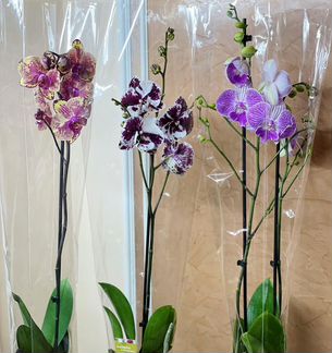 Коллекционные орхидеи