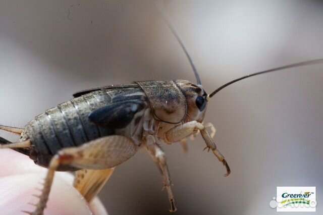 Кормовые насекомые