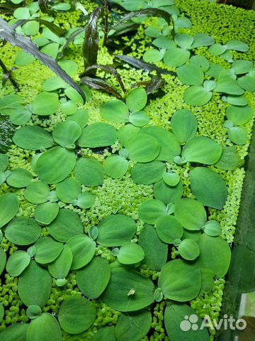 Аквариумные растения, креветки, гуппи эндлера