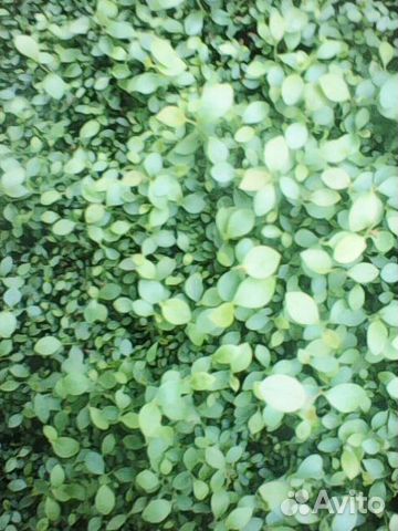 Саженцы Голубики садовой от 100 шт на доращивание