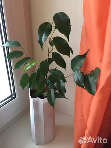 Фикус бенджамина