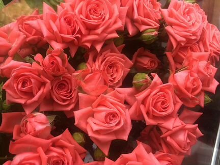 Кустовые розы