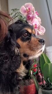 Вязка американский спаниель