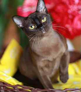 Бурманская Кошка Фото И Цена На Авито