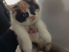 Котята от кошки мышеловки объявление продам