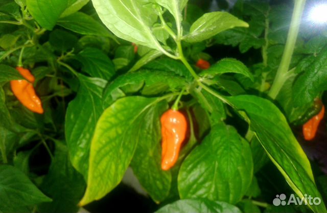 Семена для дома острых перцев и томатов