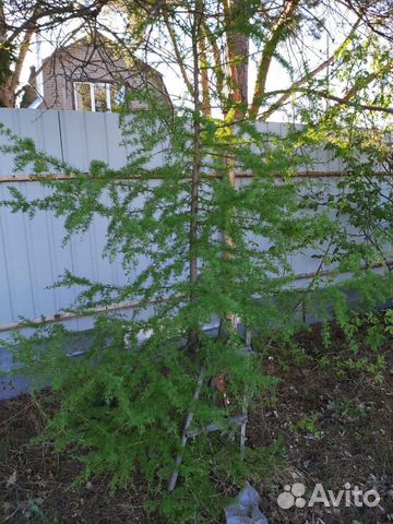 Лиственница