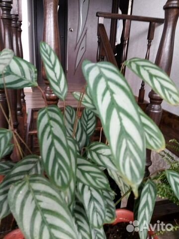 Ктенанте,Нанук,Плектрантус,Пеларгонии