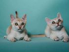 Котята породы Сингапура объявление продам
