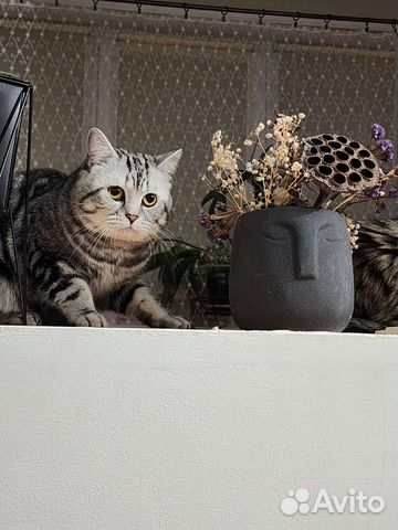 Шотландская