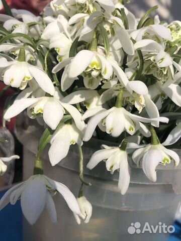 Подснежники луковицы