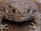 Толстая серая жаба убийца вредителей