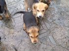 Собаки щенки русская гончая
